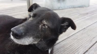 Labrador ve Belçika Malinois karışımı aşırı yakın çekim.