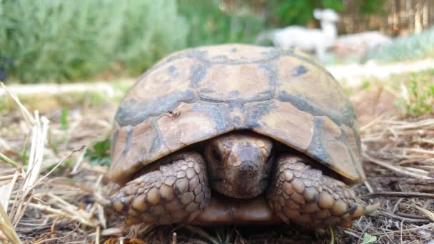 Turtle head poking out close up shot shot — Stock Video