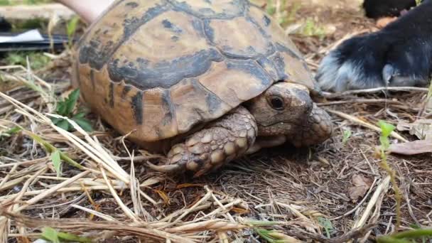 Sköldpaddan petar ut sitt huvud skott — Stockvideo