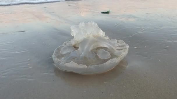 Медуза перевернулась на пляжном снимке. — стоковое видео