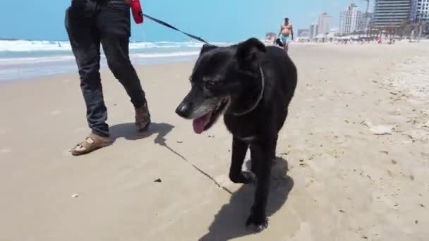 Sahilde siyah bir köpeği gezdirme açısı düşük. — Stok video