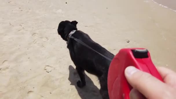 Hund am Strand mit rotem Griff an der Leine ausführen — Stockvideo
