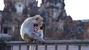 Phra içinde yaşayan maymunlar Sam Yot, yavaş hareket bir antik ve tarihi turistik ve en önemli arkeoloji Lopburi İl Tayland biri saldırın.