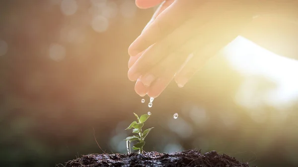 El verimli topraklarında sabah ışık, büyüyen bir genç bitki ağaç sulama çocuğun ağır çekim. Doğal kaynakların korunması. Ağaç dikme, Doğa, sürdürülebilirlik, sürdürülebilir korumak