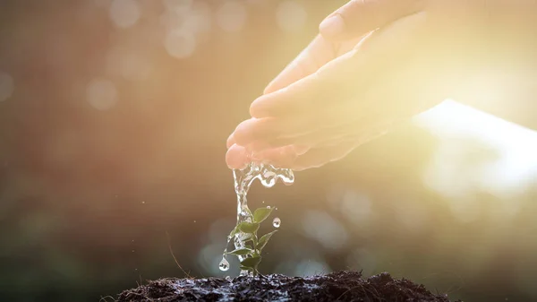 Çocuk koruma doğal kaynakların verimli topraklarında sabah ışık, büyüyen bir genç bitki ağaç sulama el. Ağaç dikme, Doğa, sürdürülebilirlik, sürdürülebilir korumak