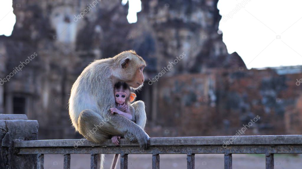 Monkeys living in Phra prang Sam Yot, Slow motion  An ancient and historical attractions and one of the most important archaeology of Lopburi province thailand.