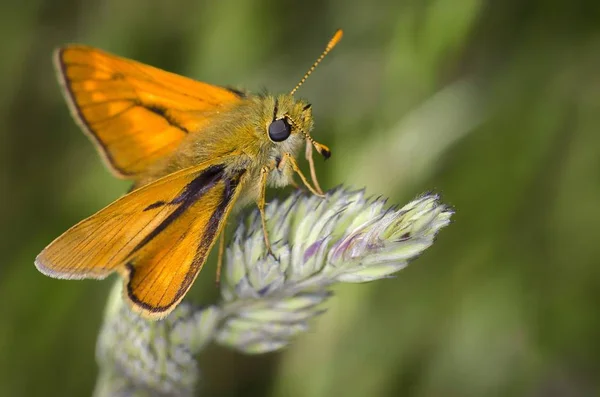 animals, insects macro photo