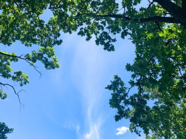 Ağacın dalları, mavi gökyüzüne karşı meşe. Doğal arkaplan.