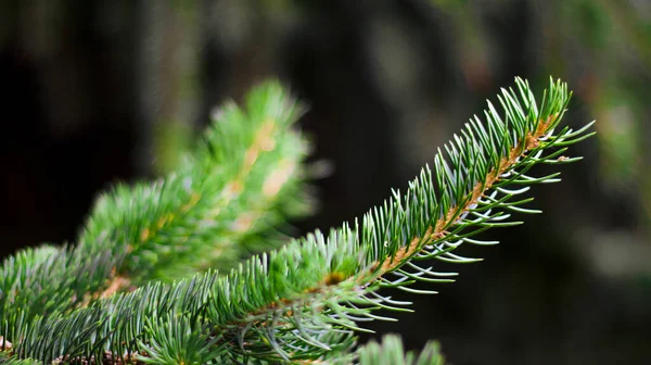 Gröna Grangrenar Suddig Bokeh Bakgrund Närbild Grön Naturlig Bakgrund — Stockfoto