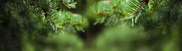 Gröna Grangrenar Suddig Bokeh Bakgrund Närbild Grön Naturlig Bakgrund — Stockfoto