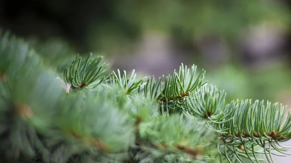 Green Spruce Branches Blurred Bokeh Background Close Green Natural Background — Stock Photo, Image