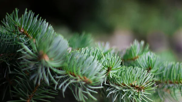 Green Spruce Branches Blurred Bokeh Background Close Green Natural Background — Stock Photo, Image