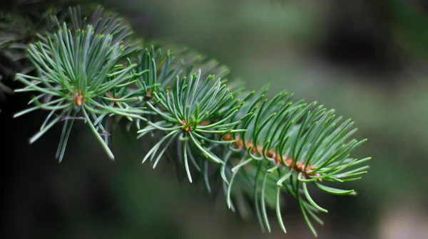 Gröna Grangrenar Suddig Bokeh Bakgrund Närbild Grön Naturlig Bakgrund — Stockfoto