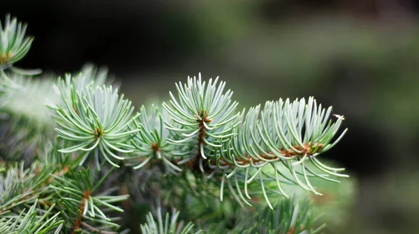 Gröna Grangrenar Suddig Bokeh Bakgrund Närbild Grön Naturlig Bakgrund — Stockfoto