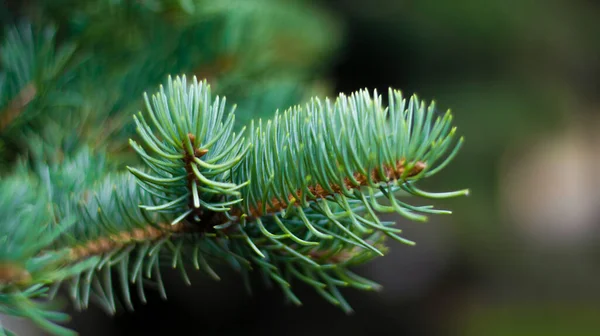 Gröna Grangrenar Suddig Bokeh Bakgrund Närbild Grön Naturlig Bakgrund — Stockfoto