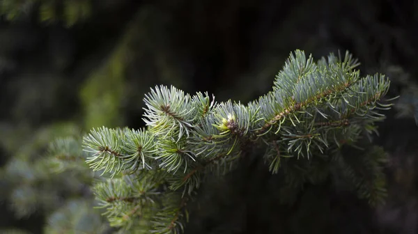 Πράσινα Κλαδιά Ερυθρελάτης Θολό Φόντο Bokeh Κοντινό Πλάνο Πράσινο Φυσικό — Φωτογραφία Αρχείου