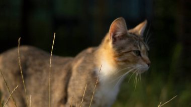 Güzel bir evsiz kedi doğada, kırsalda, çimlerin üzerinde yürüyor. Güneşli bir gün, gölgede bir kedi bir ağacın altında. Yakın plan, bulanık bokeh arkaplan.