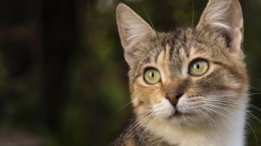 Güzel bir evsiz kedi doğada, kırsalda, çimlerin üzerinde yürüyor. Güneşli bir gün, gölgede bir kedi bir ağacın altında. Yakın plan, bulanık bokeh arkaplan.