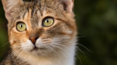 Güzel bir evsiz kedi doğada, kırsalda, çimlerin üzerinde yürüyor. Güneşli bir gün, gölgede bir kedi bir ağacın altında. Yakın plan, bulanık bokeh arkaplan.