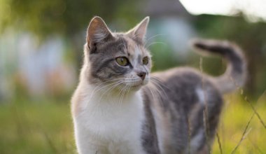 Güzel bir evsiz kedi doğada, kırsalda, çimlerin üzerinde yürüyor. Güneşli bir gün, gölgede bir kedi bir ağacın altında. Yakın plan, bulanık bokeh arkaplan.