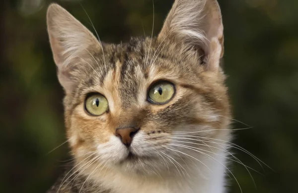 Beau Chat Sans Abri Promène Dans Nature Campagne Sur Herbe — Photo