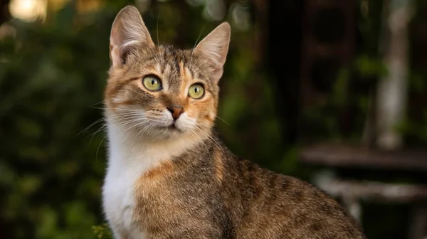 Eine Schöne Obdachlose Katze Geht Der Natur Auf Dem Land — Stockfoto