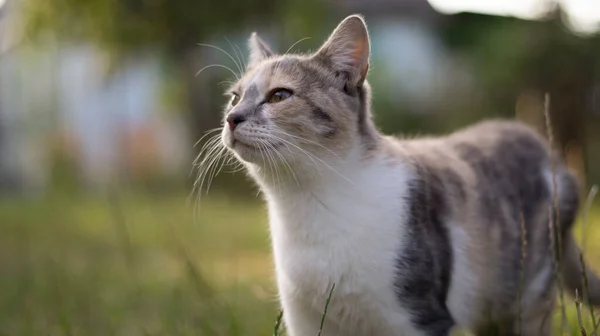 Eine Schöne Obdachlose Katze Geht Der Natur Auf Dem Land — Stockfoto