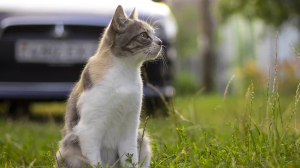 Eine Schöne Obdachlose Katze Geht Der Natur Auf Dem Land — Stockfoto