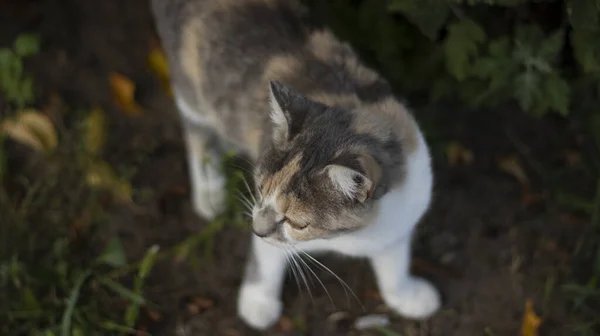 Eine Schöne Obdachlose Katze Geht Der Natur Auf Dem Land — Stockfoto