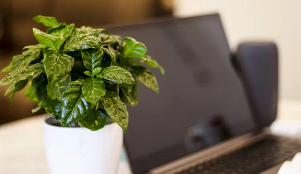 A portable speaker with built-in smart intelligence. Musical column. Marble table, work atmosphere, laptop, green flower, coffee cup. Morning sunlight.