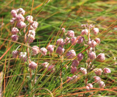 Afrika'nın tipik bir sahne! -ayakta nöbet ve renkli bir dokunuş ekleyerek ödağacı ile büyük uçaklar üzerinde arıyor. Kişinin aklını gözüne bir neredeyse bu ovalar - yaşıyor doğal, yerli oyun gerçeklik bu durumda görebilirsiniz. 