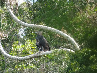 Afrika'nın tipik bir sahne! -ayakta nöbet ve renkli bir dokunuş ekleyerek ödağacı ile büyük uçaklar üzerinde arıyor. Kişinin aklını gözüne bir neredeyse bu ovalar - yaşıyor doğal, yerli oyun gerçeklik bu durumda görebilirsiniz. 