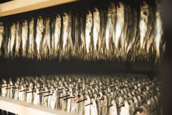Smoked fish hanging in a smokehouse