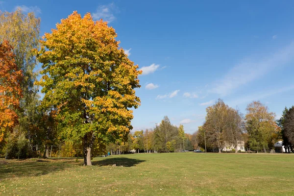 Hermoso Bosque Otoño Con Árboles Coloridos Día Soleado Sigulda Letonia — Foto de Stock