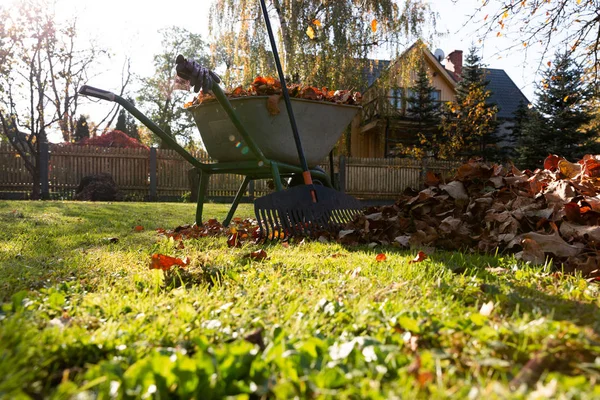 Autumn Leaves Wheelbarrow Rake Gloves Sunny Day Autumn — Stock Photo, Image