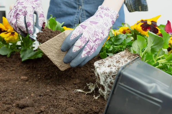 Руки садовницы кладут почву в бумажный цветочный горшок. Pl — стоковое фото
