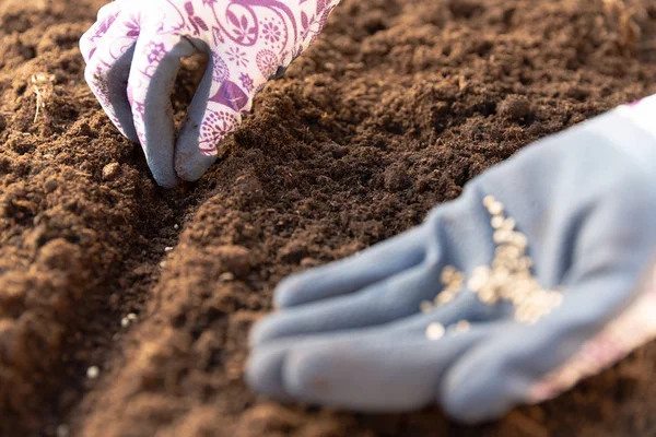 Mains de jardinier dans des gants de jardinage plantant des graines dans le légume — Photo
