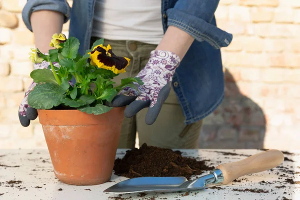 Jardineros manos plantando flores en maceta con tierra o tierra. Garde. — Foto de Stock