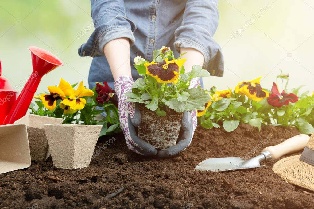 Gardener woman planting flower in the garden. Planting spring pa