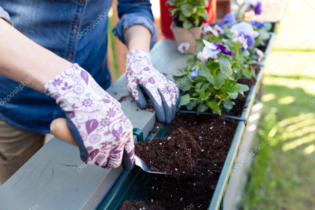 Gardeners hands planting flowers in pot with dirt or soil in con