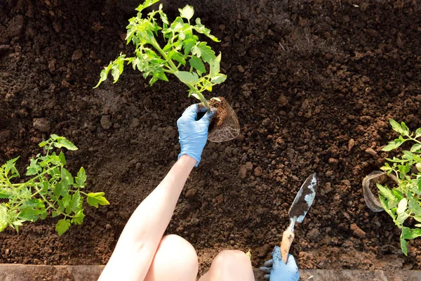 Des mains de femme plantant des plants de tomate en serre. Organique g — Photo