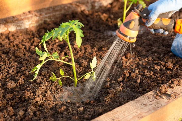 Woman's hands planting tomato seedlings in greenhouse. Organic g — Stock Photo, Image