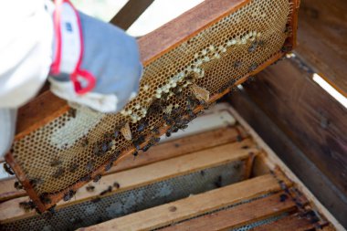 Arı yetiştiricisi arılarla ve arı kovanlarıyla çalışıyor..