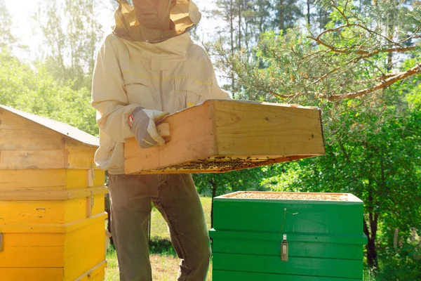 L'apicoltore sta lavorando con api e alveari sull'apiario. — Foto Stock