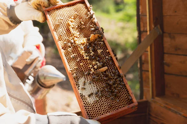 養蜂家はミツバチや養蜂家と協力しています. — ストック写真
