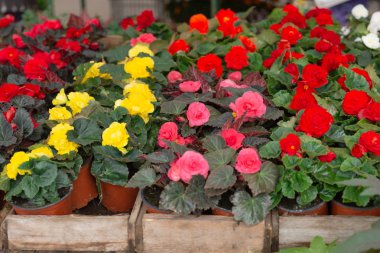 Yerel şehir çiçek pazarında bitki ve çiçek çeşitleri, Riga,