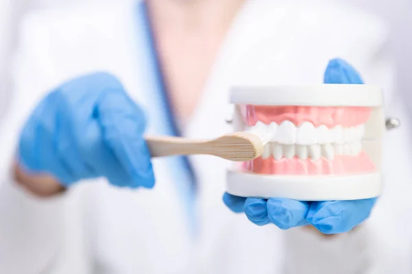 Mujer dentista explicar acerca de cepillarse los dientes en la clínica, la celebración de t — Foto de Stock