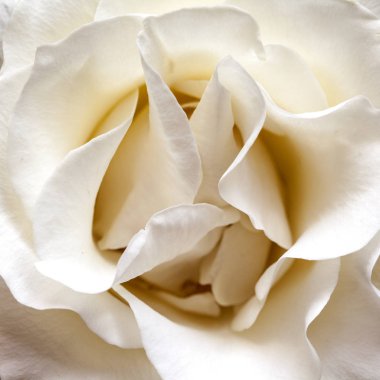 Beyaz hava gül yaprakları ile meydanda