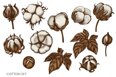 El boyalı pamuk vektör kümesi