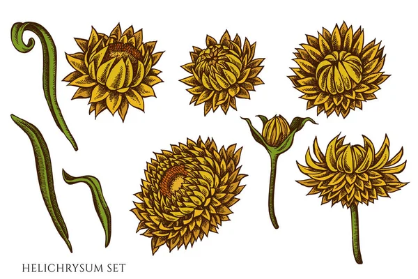 Vektör el renkli Helichrysum çizilmiş seti